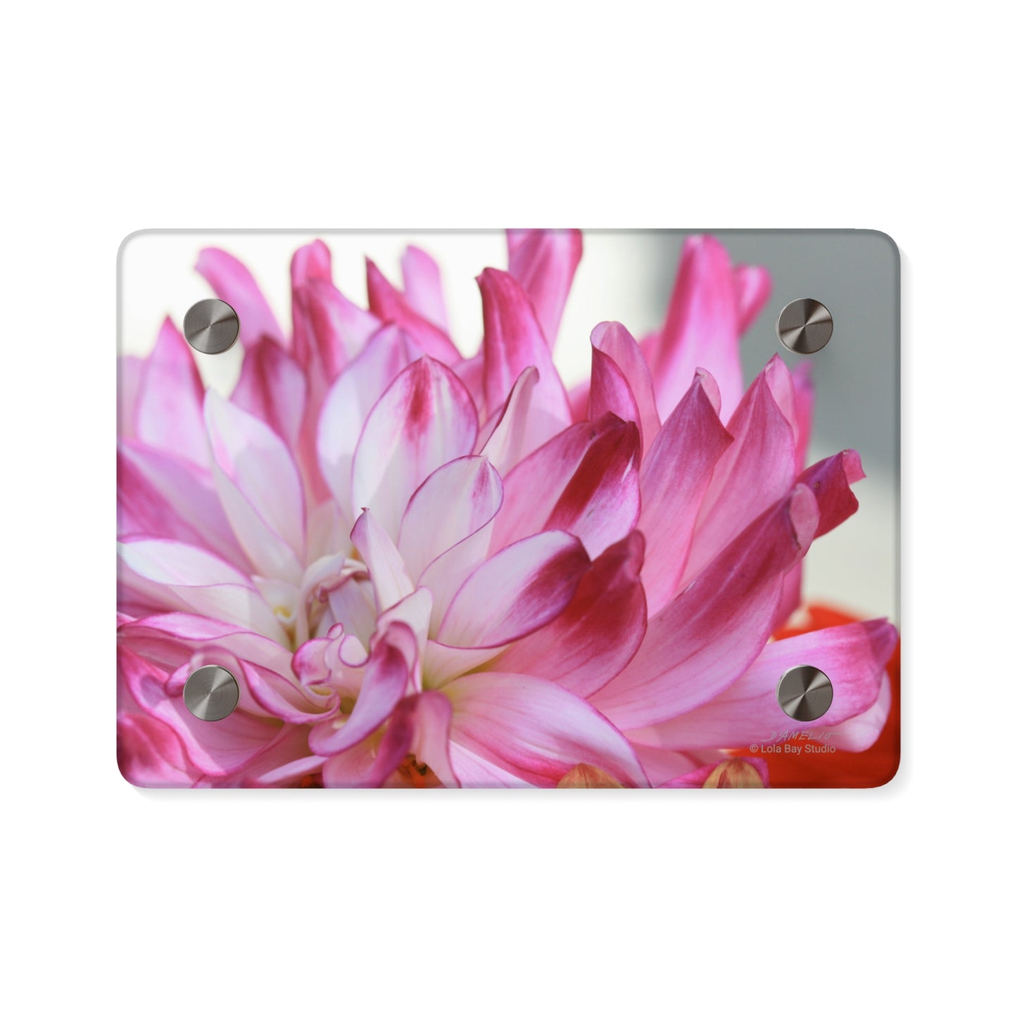 Floral Acrylic Wall Art Panels - Dahlia