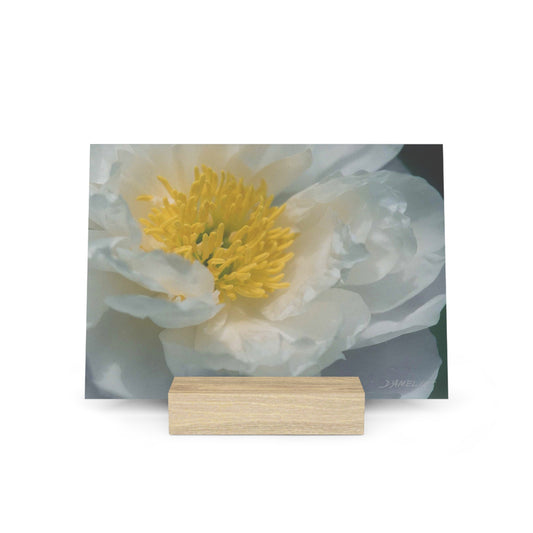Open Peony Gallery Board with Stand