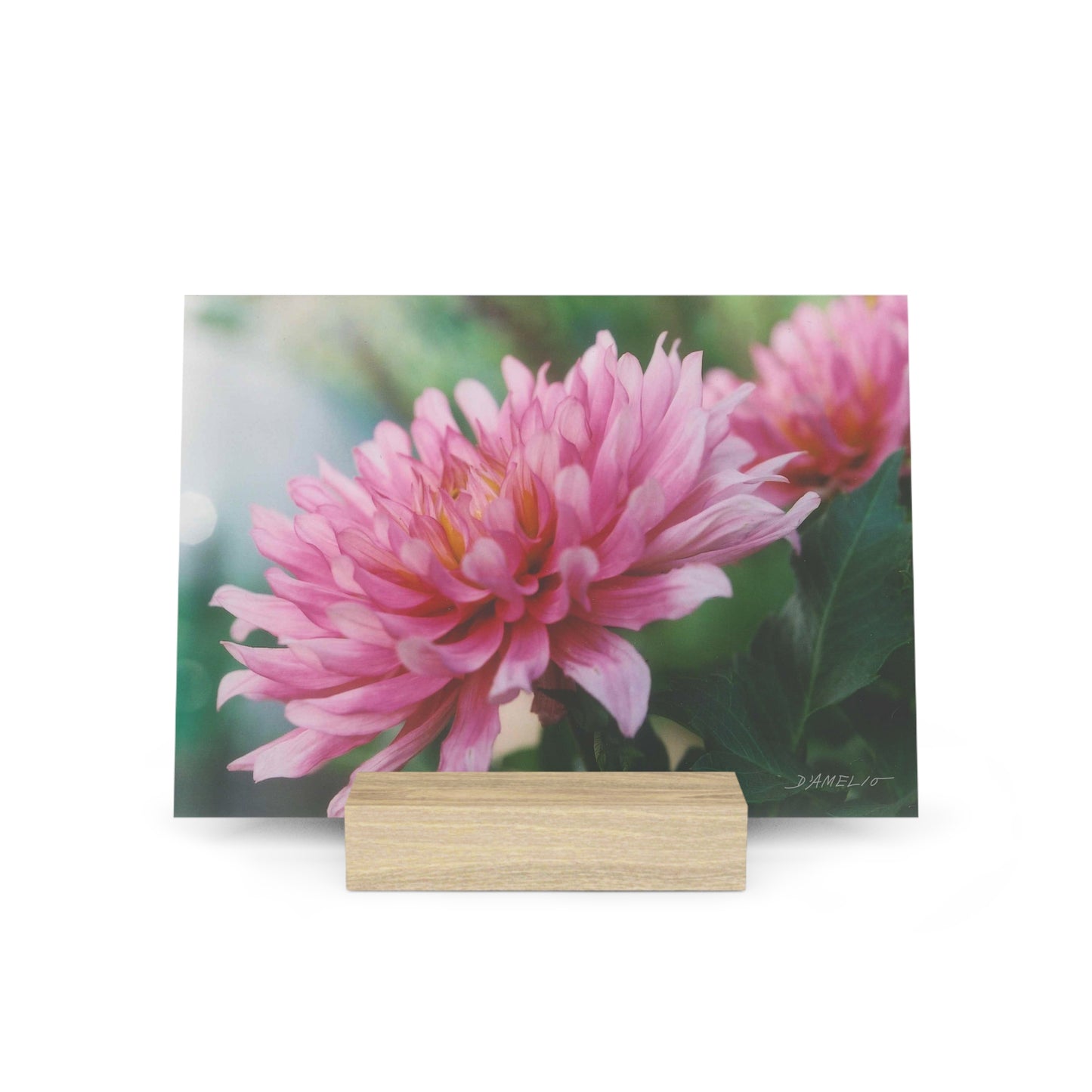 Dahlia Gallery Board with Stand