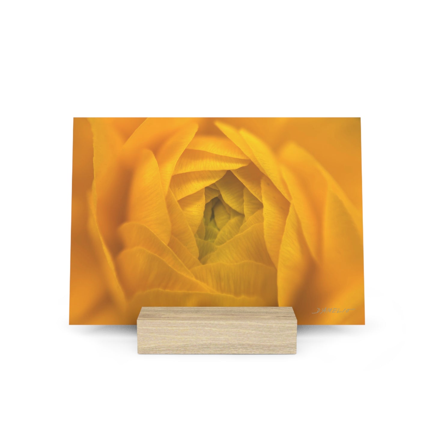 Ranunculus Gallery Board with Stand