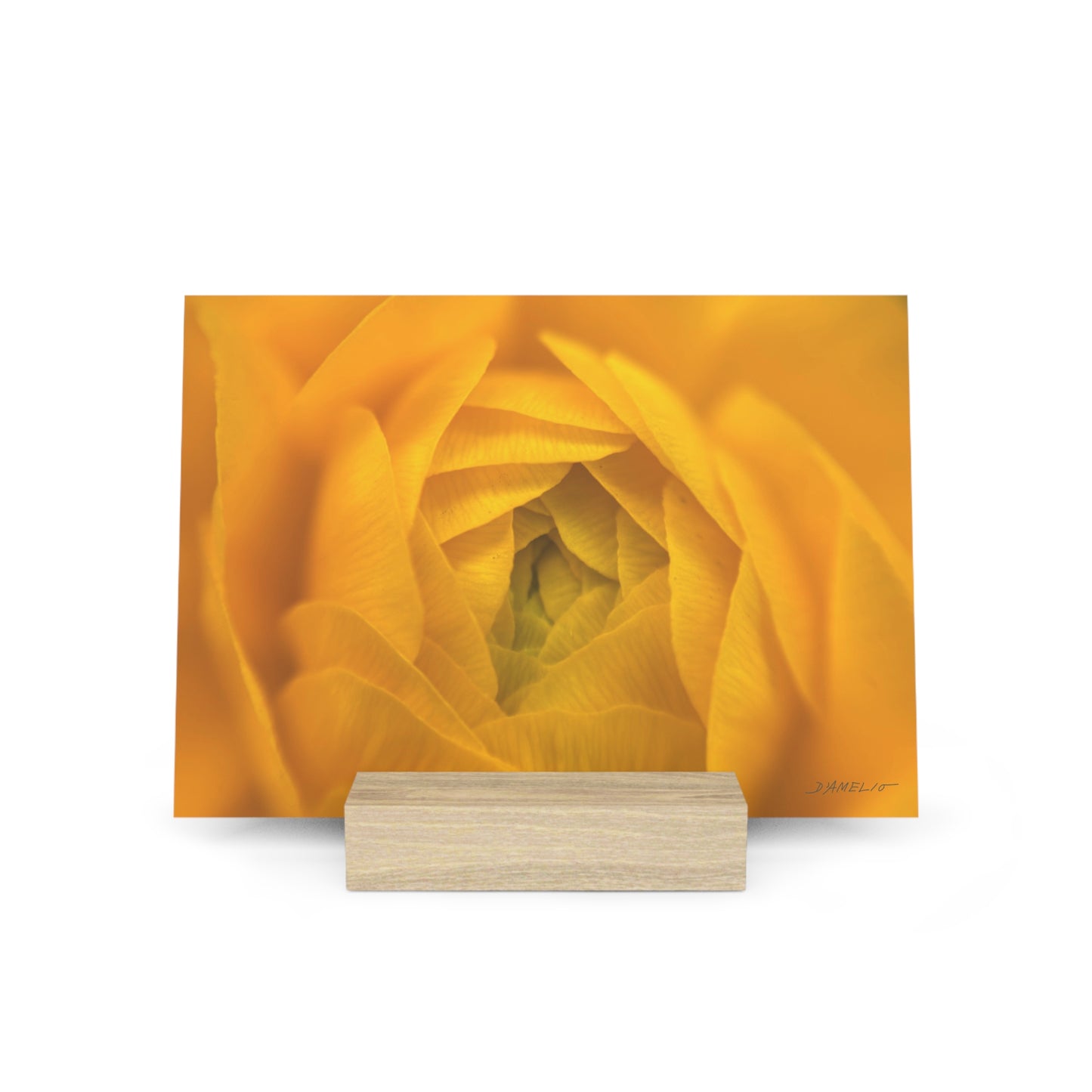 Ranunculus Gallery Board with Stand