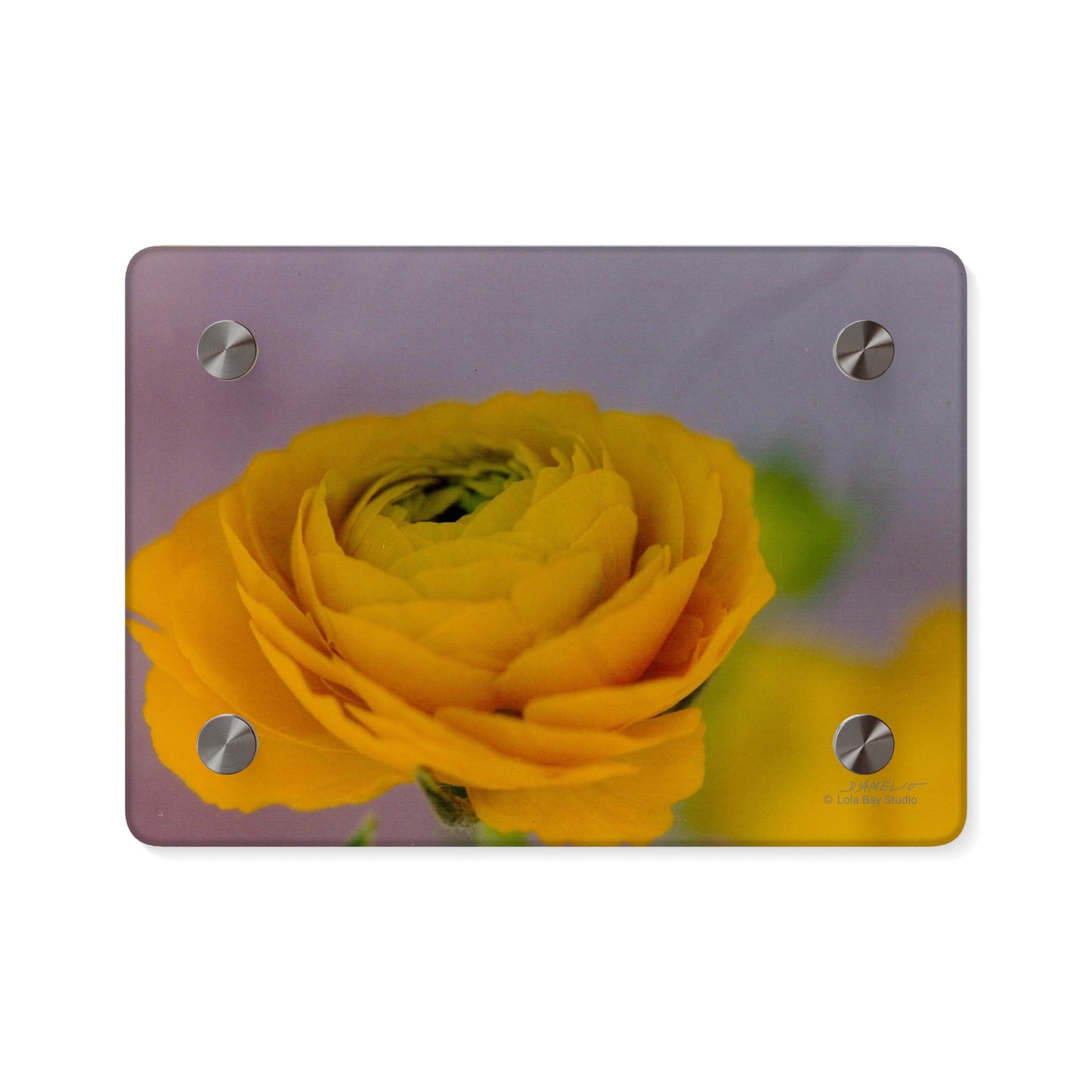 Floral Acrylic Wall Art Panels - Ranunculus