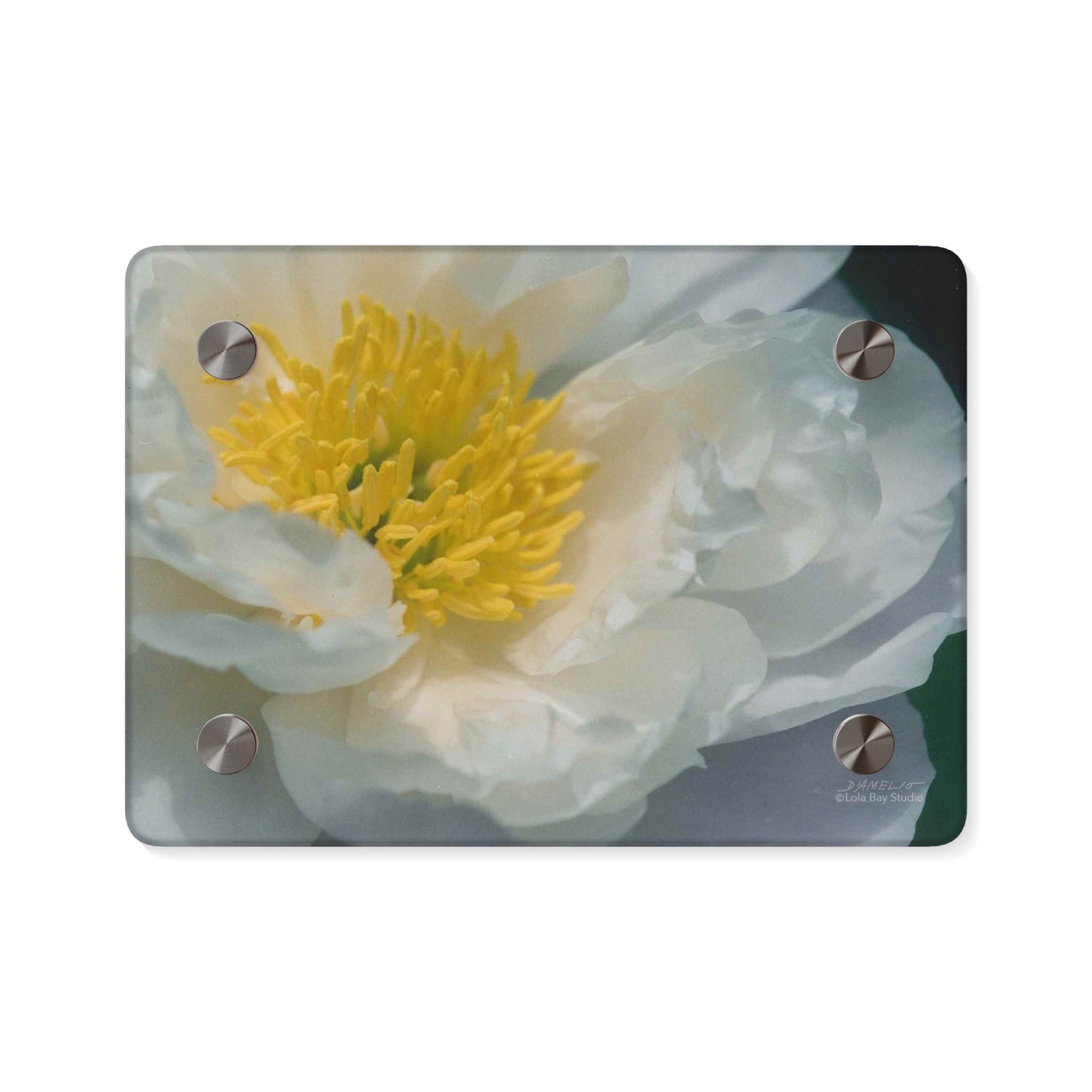 Floral Acrylic Wall Art Panel - Peony